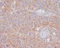 Anti-ATG9A Rabbit Monoclonal Antibody